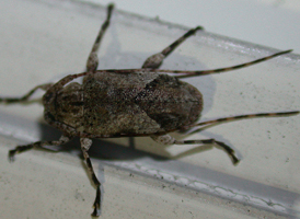 Sternidius alpha
